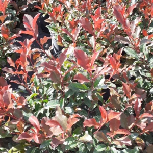 Photinia