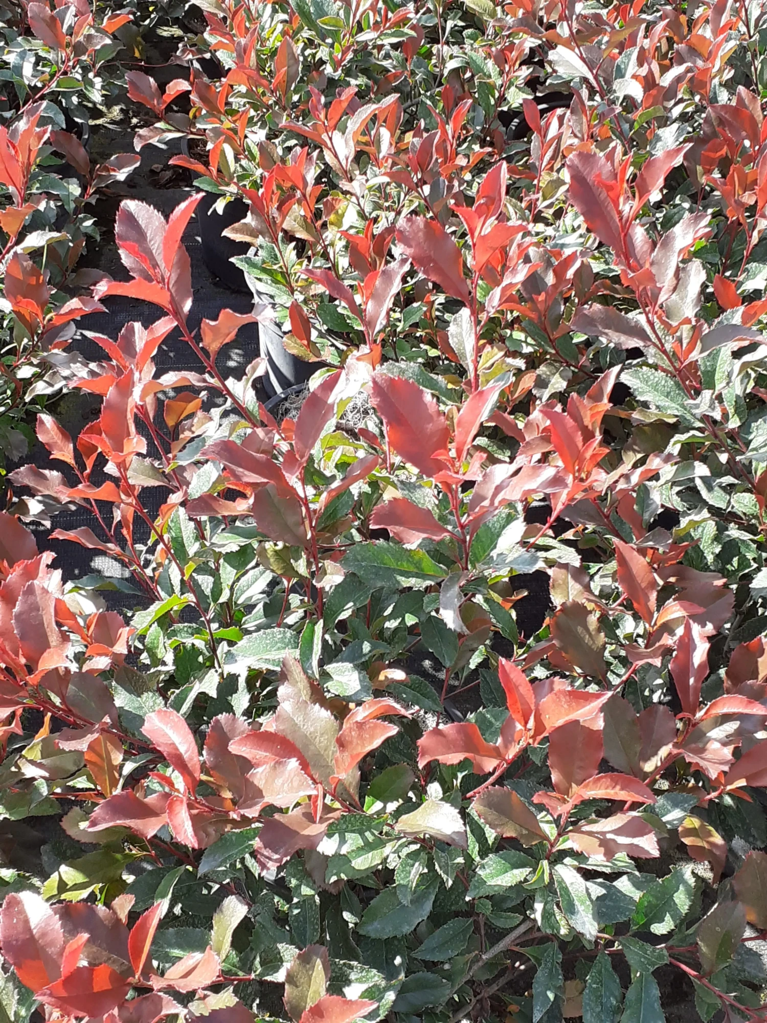 Photinia nain