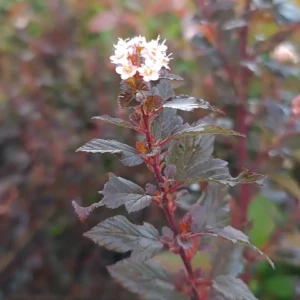 Physocarpus