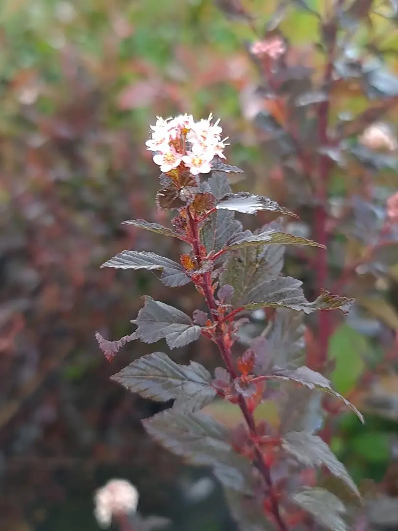 Physocarpus