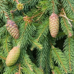 Picea abies