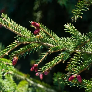 Picea Omorika
