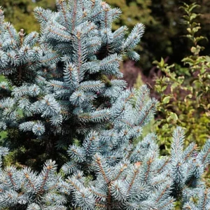Picea Pungens Koster