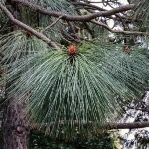 Pinus Griffithi