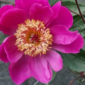 Pivoine