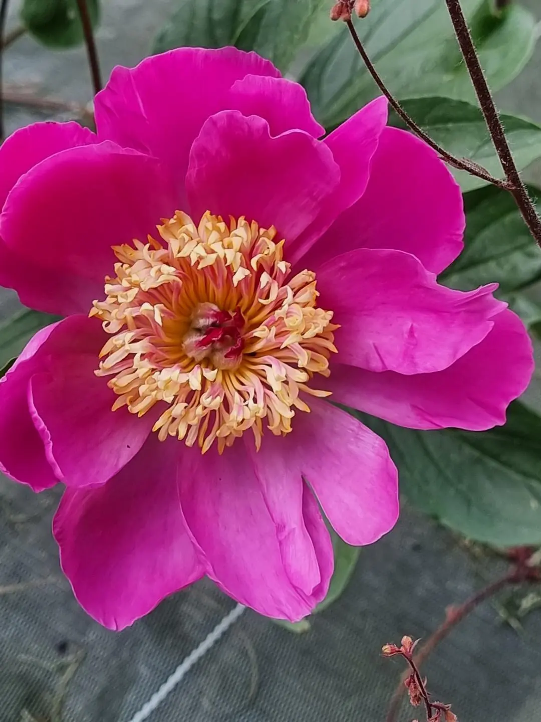 Pivoine