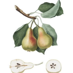 Beurré Giffard
