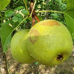 Poire Coing