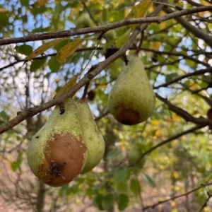 Poire de curé