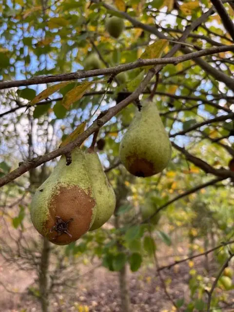 Poire de curé