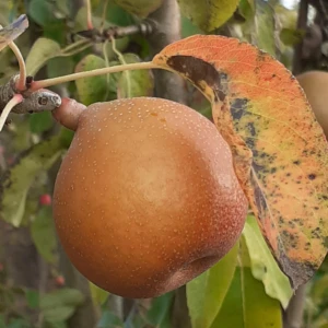 Poire de Prêtre