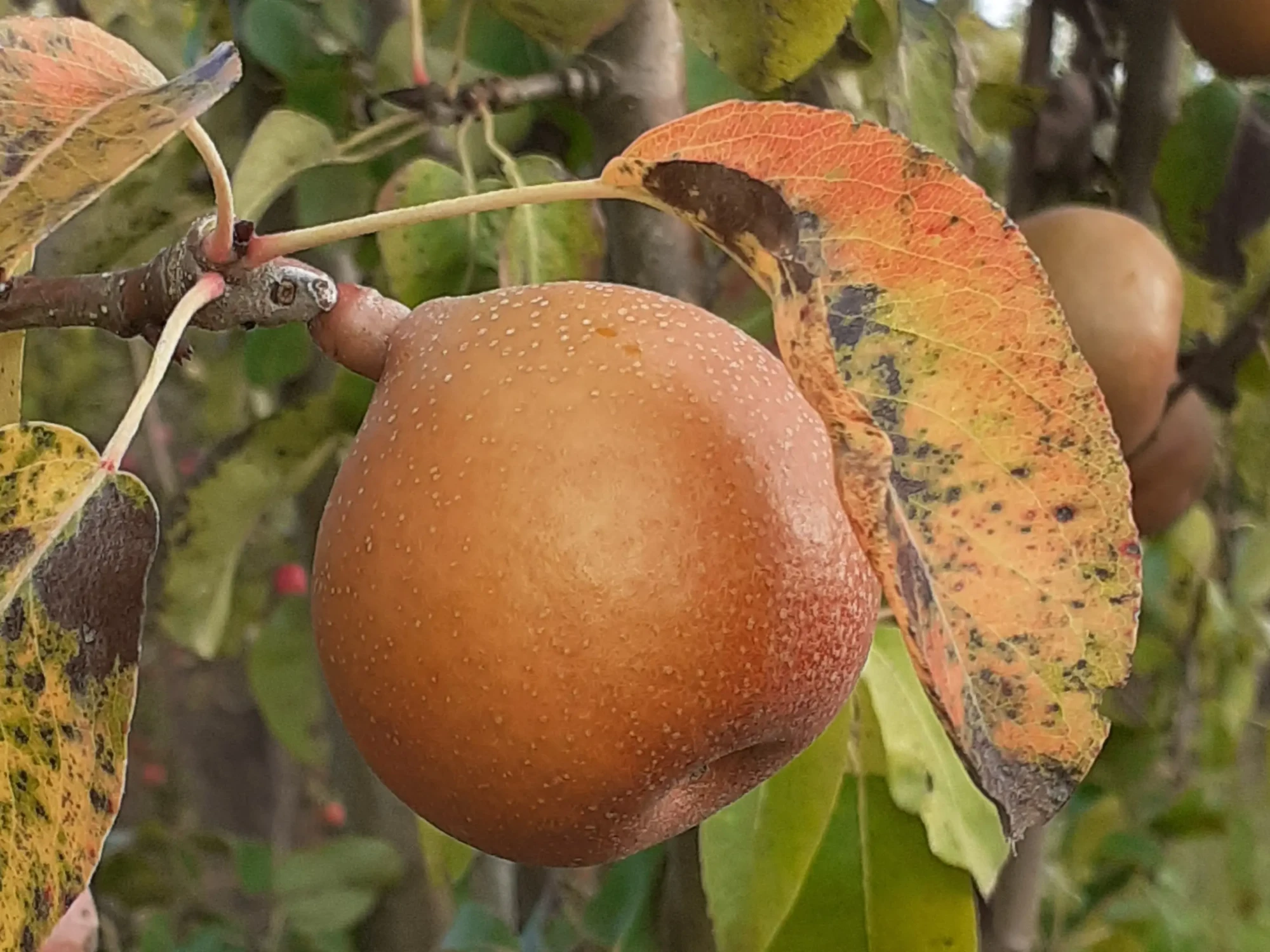 Poire de Prêtre