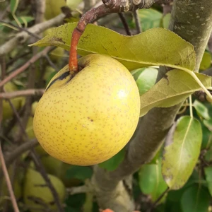 Poire Pomme
