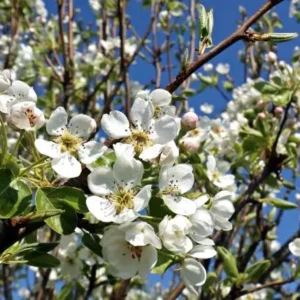 Poirier à fleur