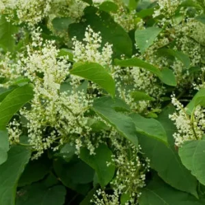 Polygonum