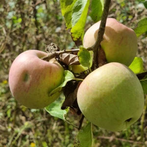 Pomme de fer d'Argonne