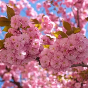Pommier à fleur