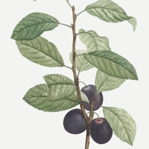 Damas d'été
