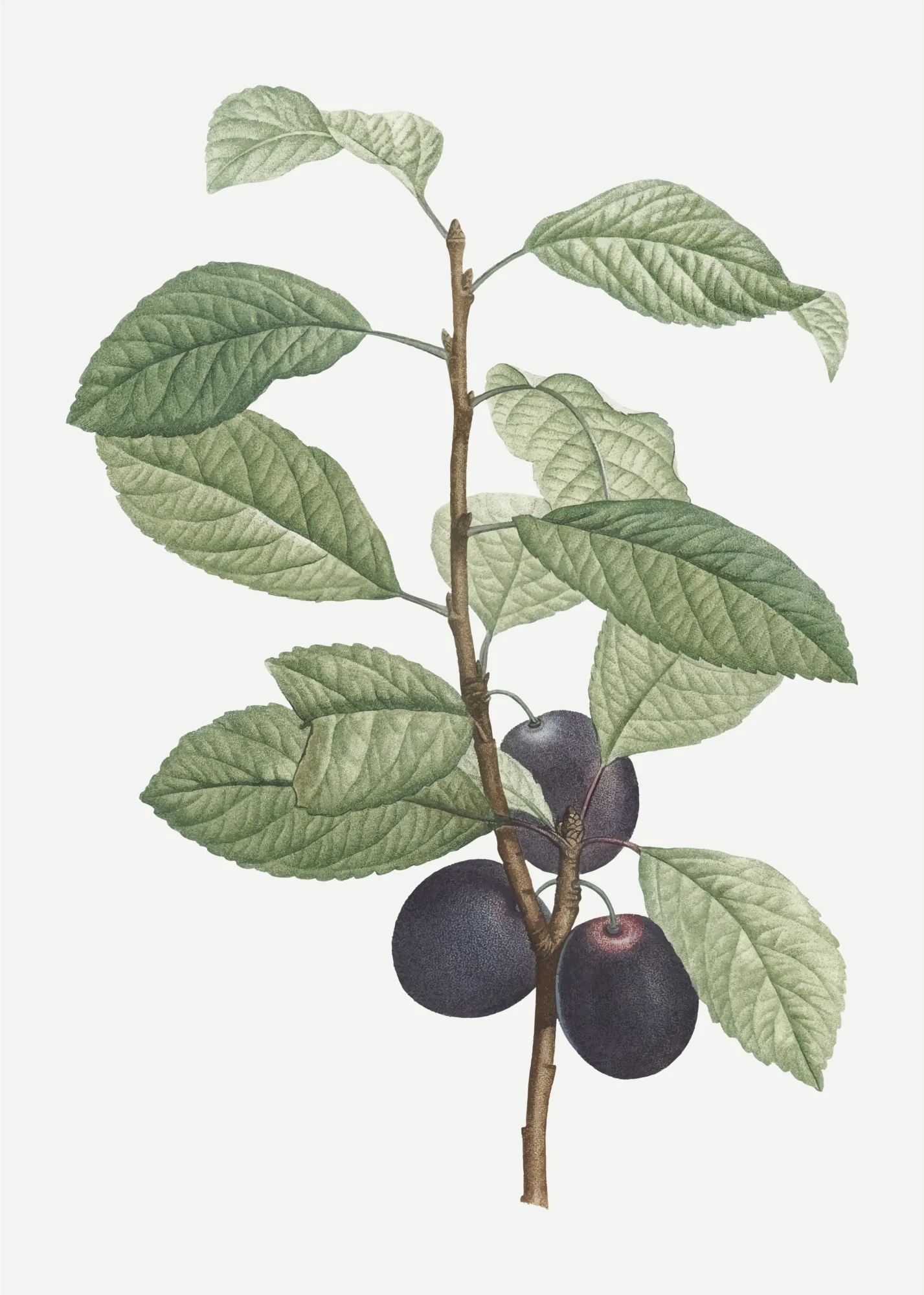 Impériale rouge