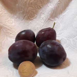 Prune de Monsieur hâtif