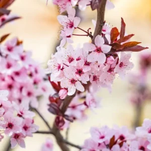 Prunus pissardii