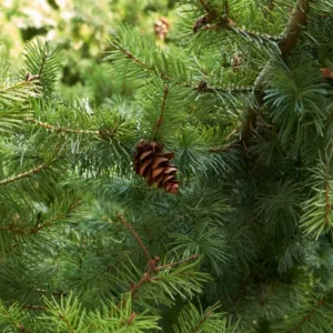 Pseudotsuga