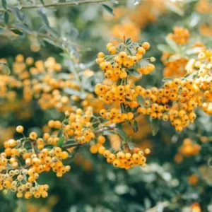 Pyracantha