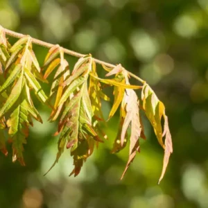 Rhus
