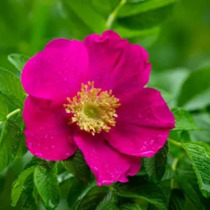 Rosa rugosa