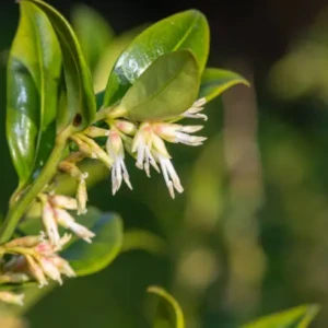 Sarcococca