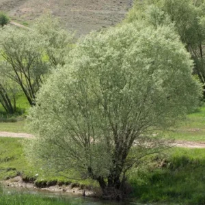 saule blanc