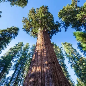 Sequoiadendron Giganteum