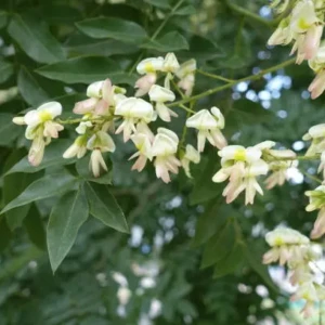 Sophora