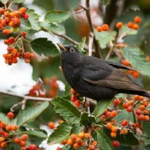 Sorbier des oiseaux