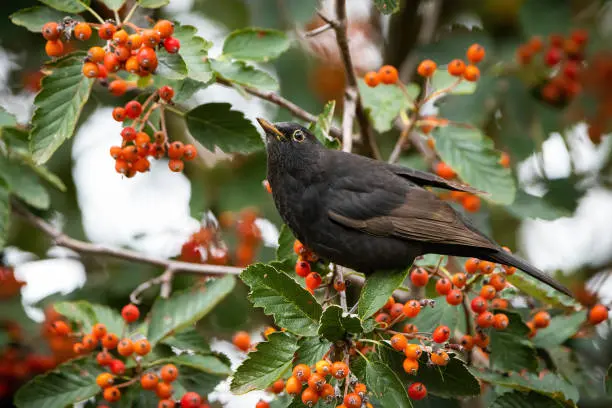 Sorbier des oiseaux