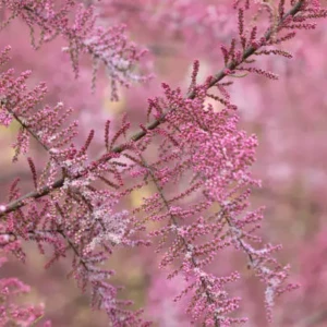 Tamarix