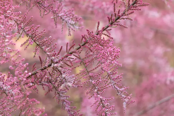 Tamarix