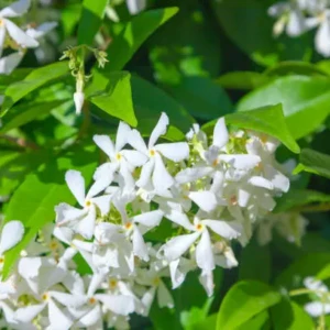 Trachelospermum
