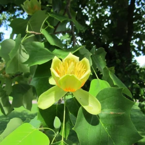 Tulipier