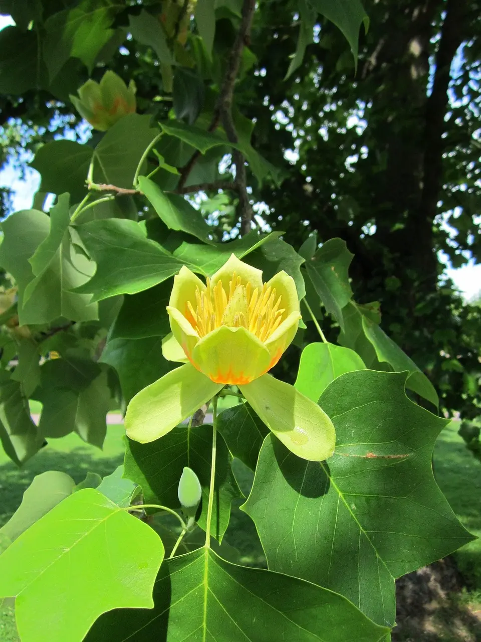 Tulipier