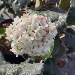 Viburnum Opulus