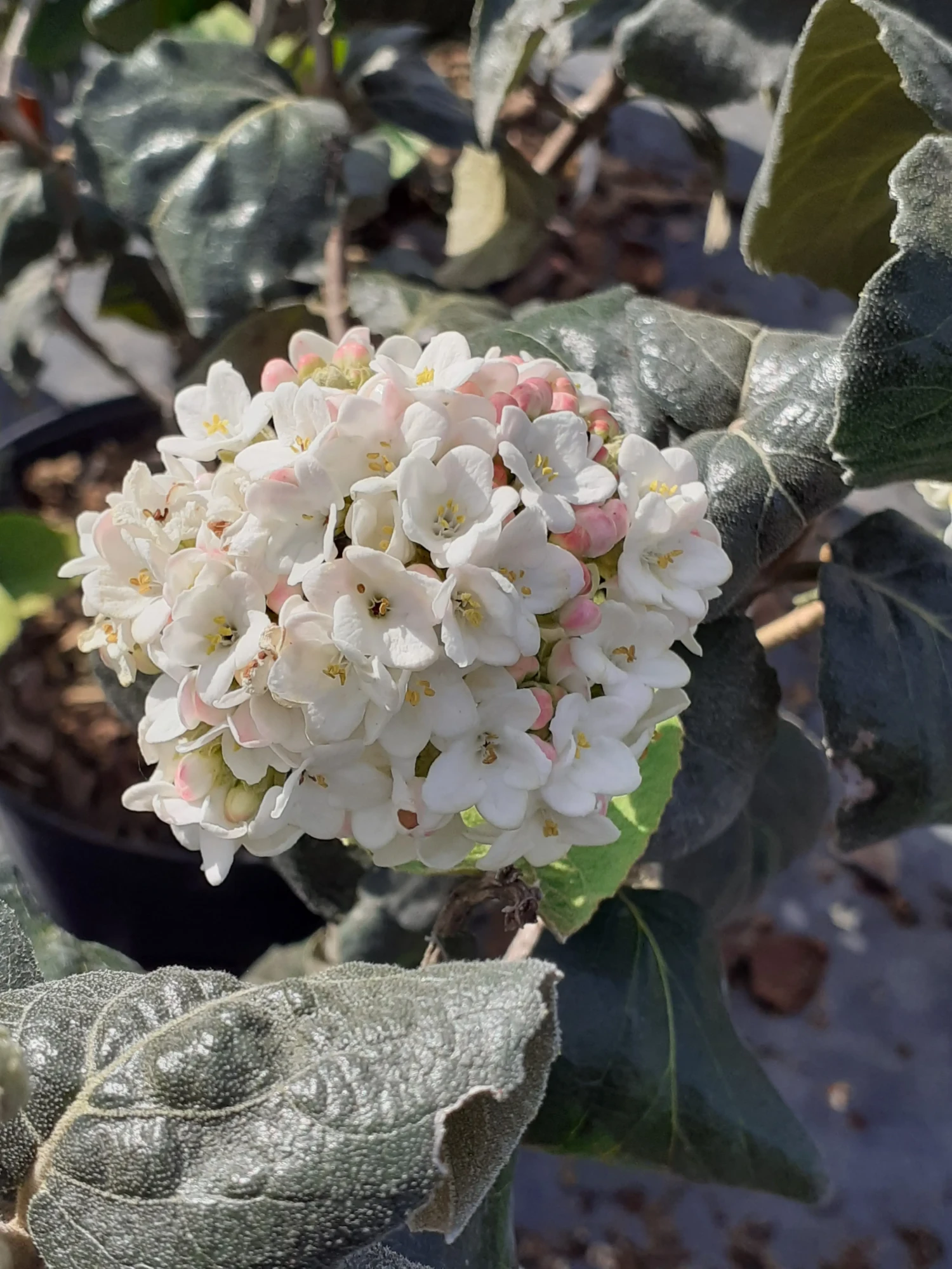 Viburnum Opulus