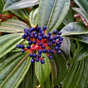 Viburnum davidii