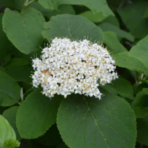 Viburnum Lantana