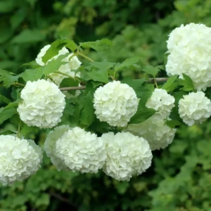 viburnum opulus