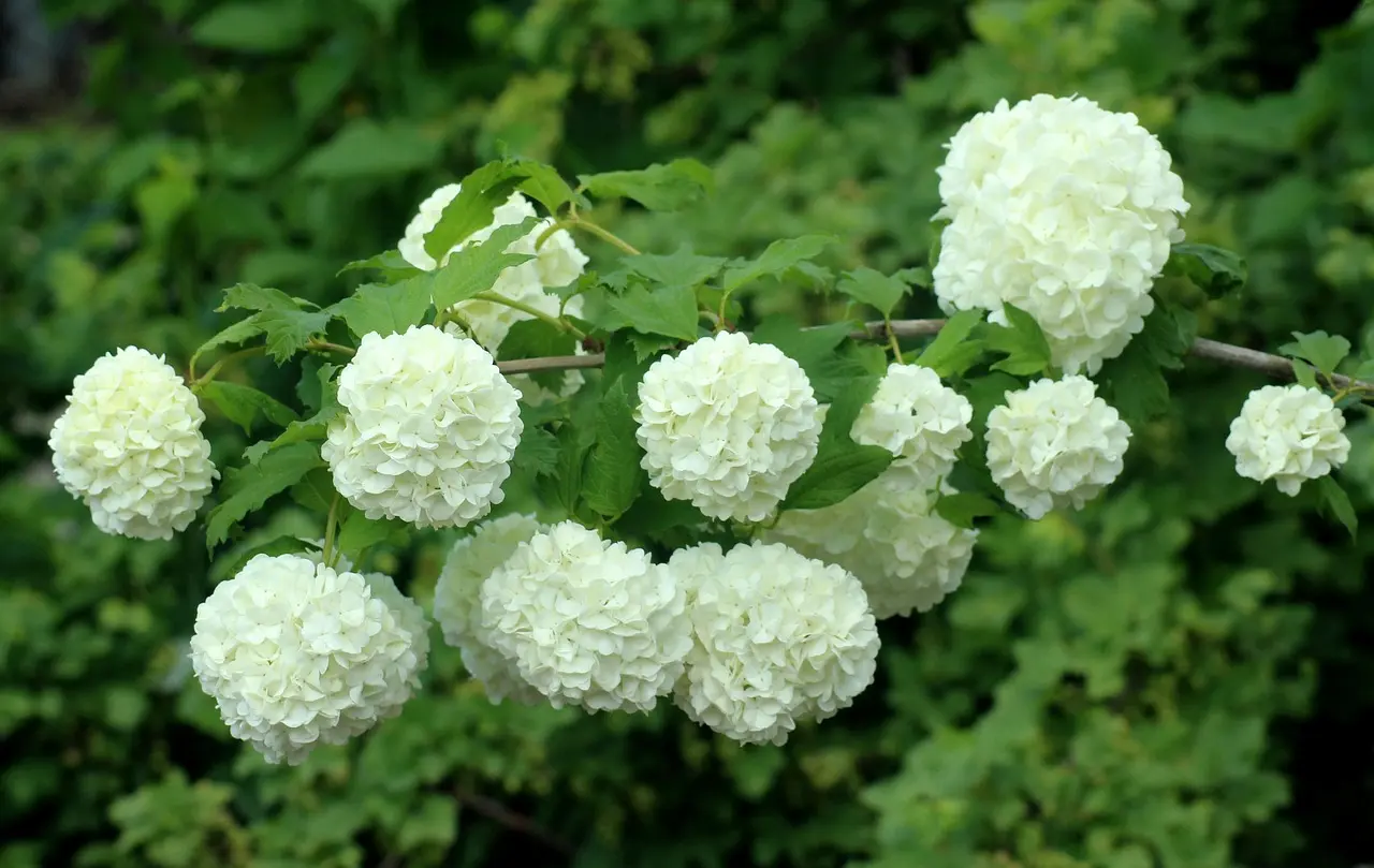 viburnum opulus