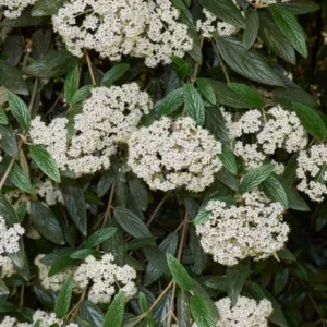 Viburnum Rhytidophyllum