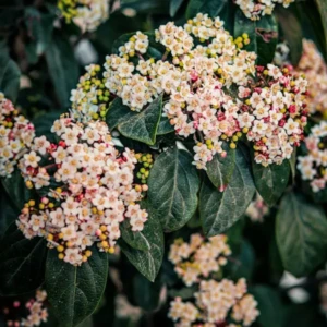 Viburnum tinus