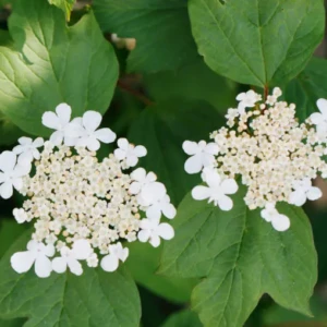 Viburnum watanabé