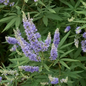 Vitex1